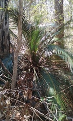 Macrozamia lucida