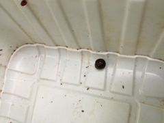 Glomeridae