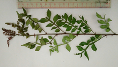 Harrisonia perforata