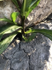 Saponaria officinalis