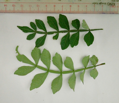 Harrisonia perforata