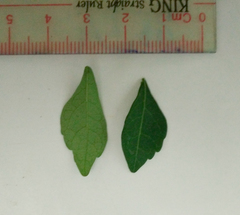 Harrisonia perforata