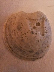 Meretrix petechialis