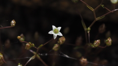 Nemacladus pinnatifidus