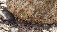 Nemacladus pinnatifidus