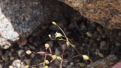 Nemacladus pinnatifidus