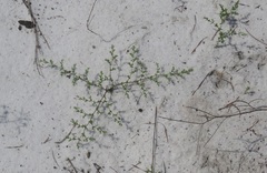 Paronychia chartacea