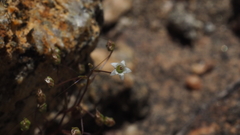 Nemacladus pinnatifidus