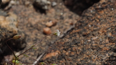 Nemacladus pinnatifidus