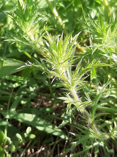 California Stinkweed foliage