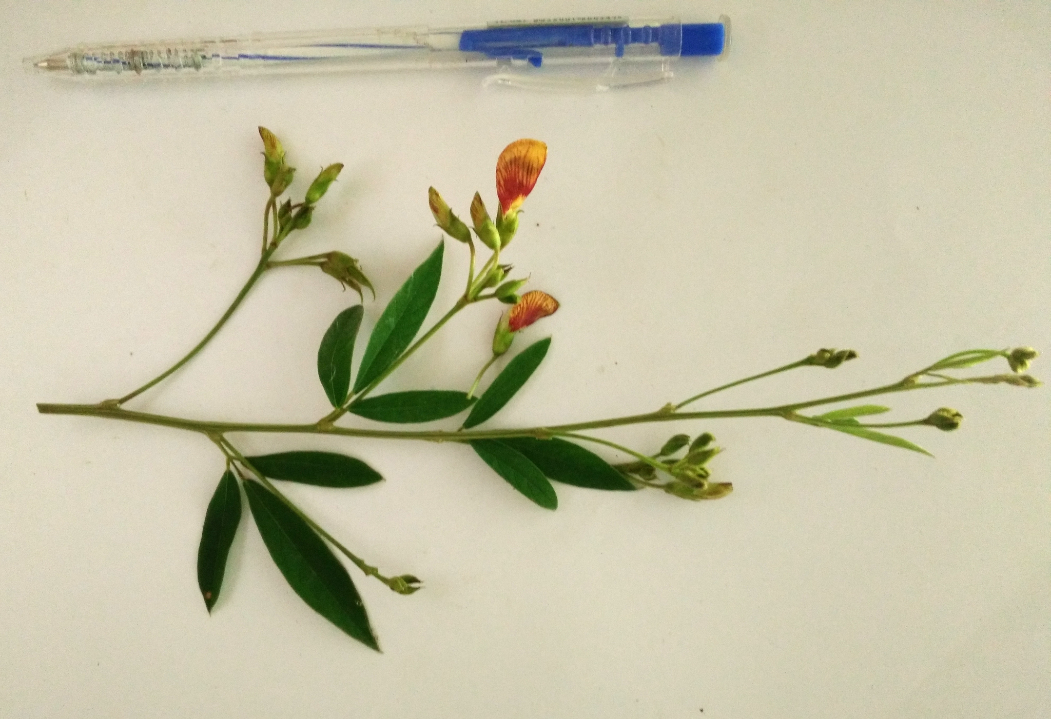 Cajanus cajan — ảnh 2