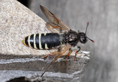 Pseudoclavellaria amerinae