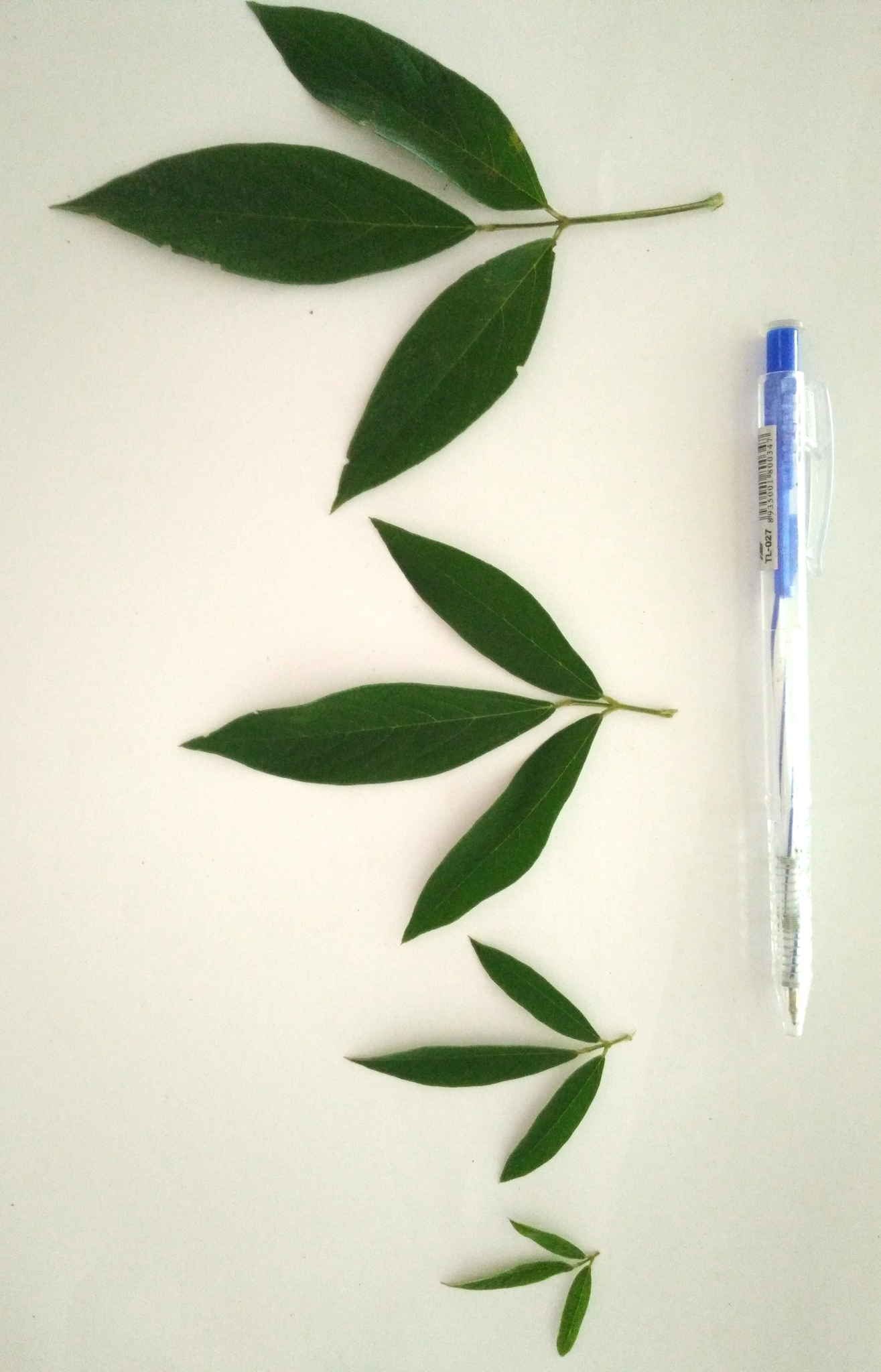 Cajanus cajan — ảnh 3
