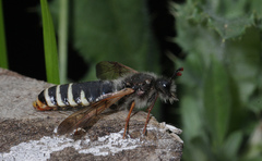 Pseudoclavellaria amerinae