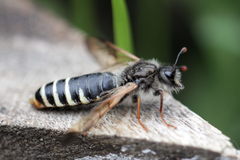 Pseudoclavellaria amerinae