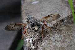 Pseudoclavellaria amerinae