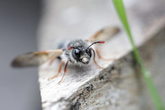 Pseudoclavellaria amerinae