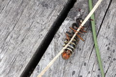 Pseudoclavellaria amerinae