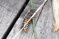 Pseudoclavellaria amerinae