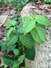 Urceola polymorpha