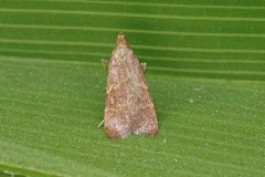 Arta epicoenalis