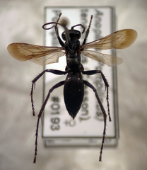 Anoplius tenebrosus