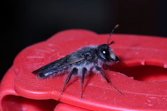 Pseudoclavellaria amerinae