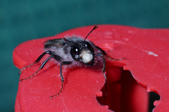 Pseudoclavellaria amerinae