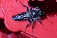 Pseudoclavellaria amerinae