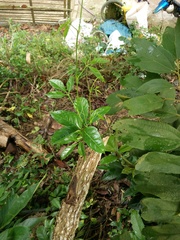 Tetrastigma erubescens