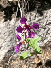 Clarkia mildrediae