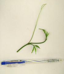 Tetrastigma erubescens