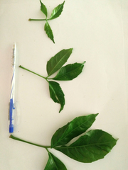 Tetrastigma erubescens