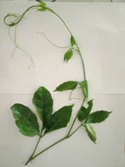 Tetrastigma erubescens