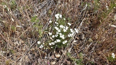 Leptosiphon floribundus glaber