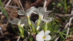 Leptosiphon floribundus glaber