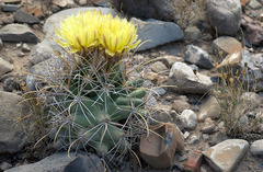 Coryphantha robustispina uncinata