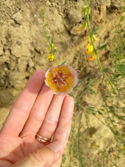 Calochortus weedii intermedius