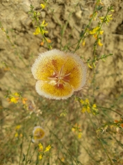 Calochortus weedii intermedius