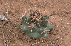 Coryphantha robustispina scheeri