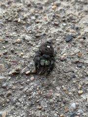 Phidippus audax