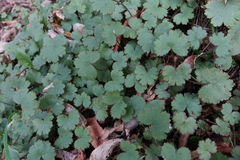 Hydrocotyle moschata moschata