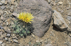 Coryphantha robustispina uncinata