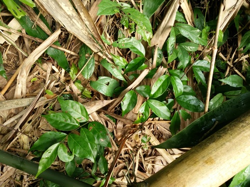 Urceola laevigata observed 2016-12-21