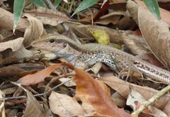 Ameiva atrigularis