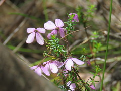 Tetratheca ericifolia