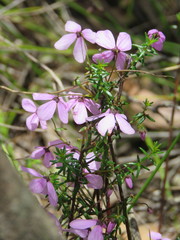 Tetratheca ericifolia