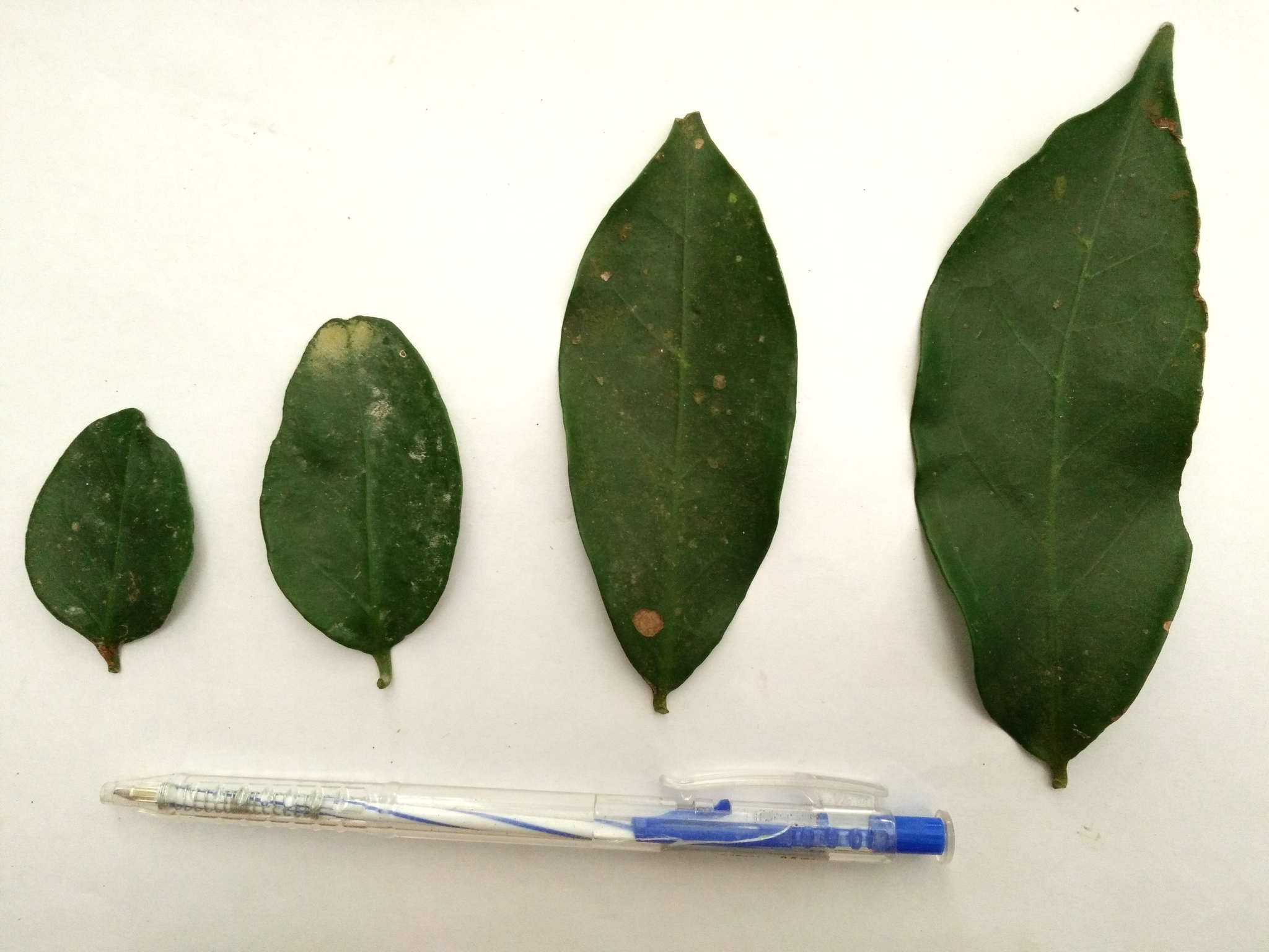 Urceola laevigata — ảnh 2