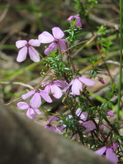 Tetratheca ericifolia