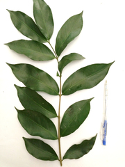Parameria laevigata